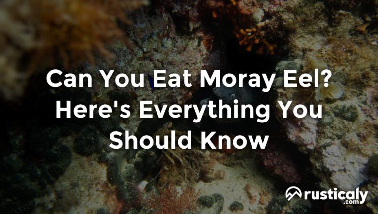 can you eat moray eel