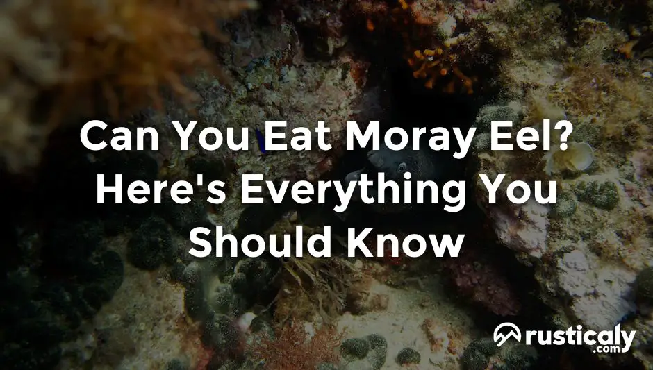 can you eat moray eel