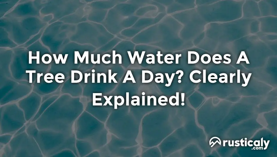 how much water does a tree drink a day
