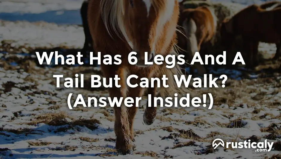 what has 6 legs and a tail but cant walk