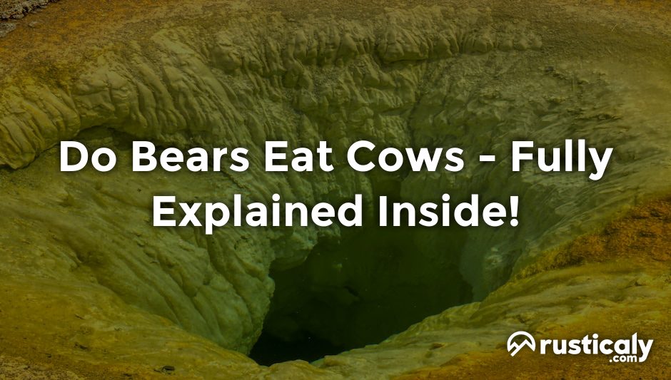 do bears eat cows