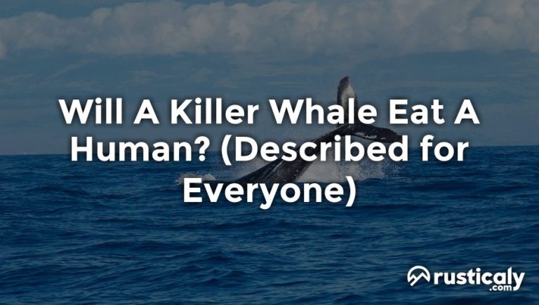 will a killer whale eat a human