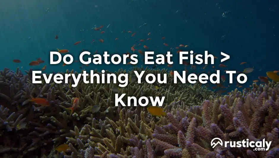 do gators eat fish