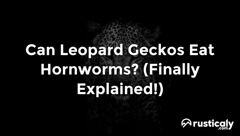 can leopard geckos eat hornworms