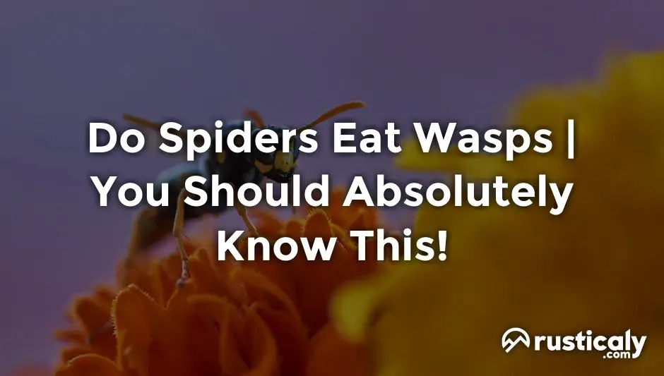 do spiders eat wasps