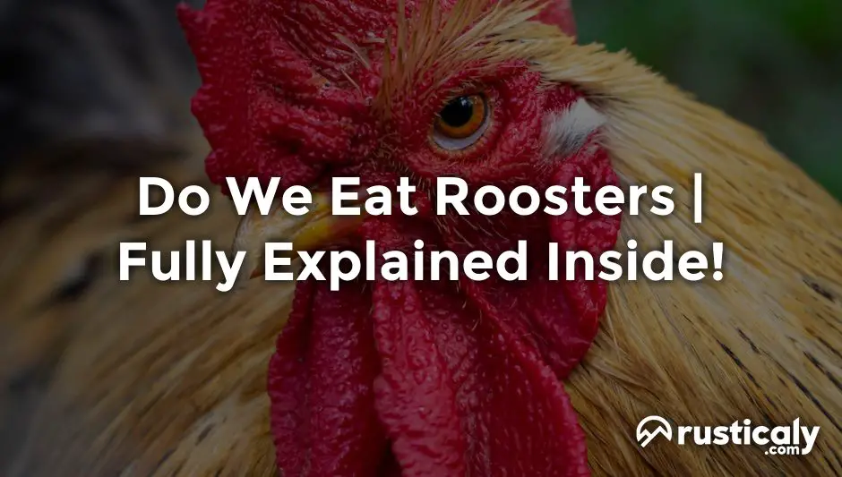 do we eat roosters