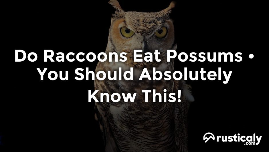 do raccoons eat possums