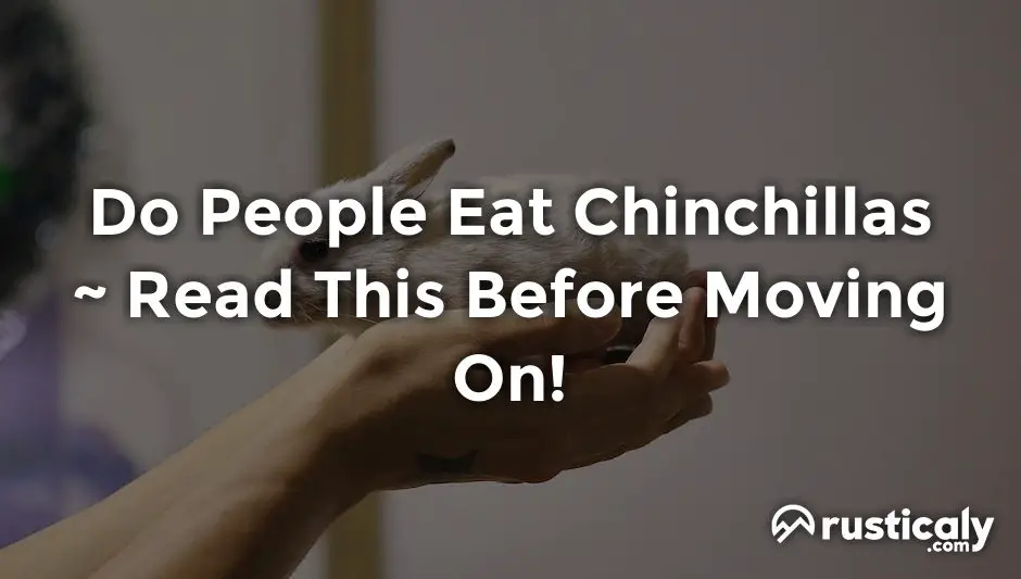 do people eat chinchillas