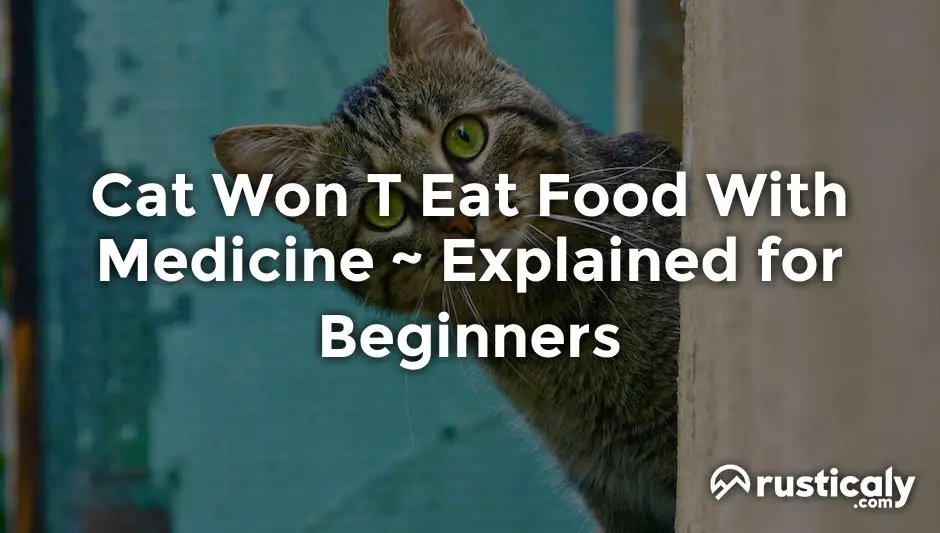 cat won t eat food with medicine