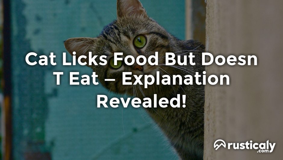 cat licks food but doesn t eat
