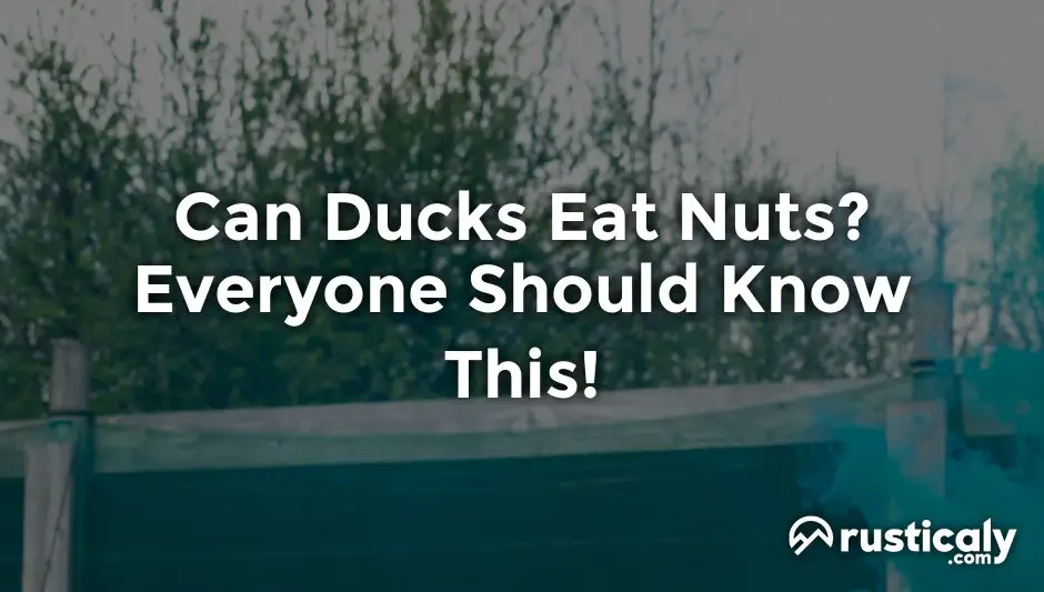 can ducks eat nuts