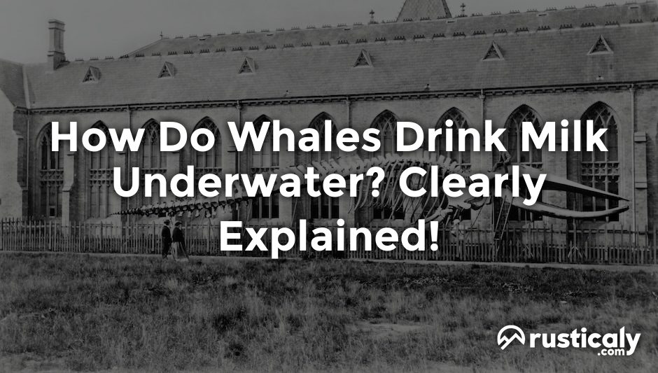 how do whales drink milk underwater