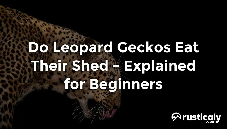 do leopard geckos eat their shed