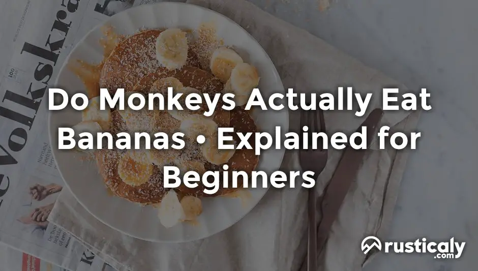 do monkeys actually eat bananas