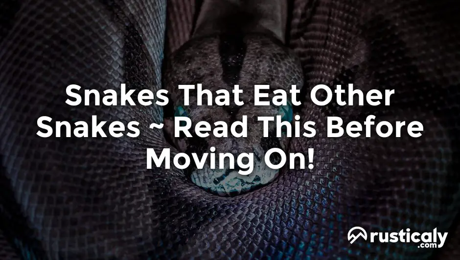 snakes that eat other snakes