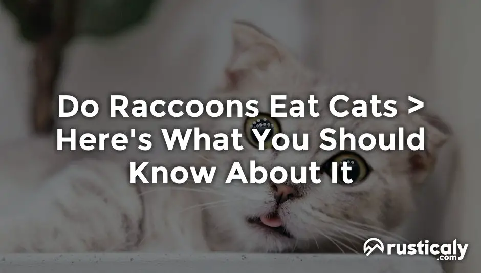 do raccoons eat cats