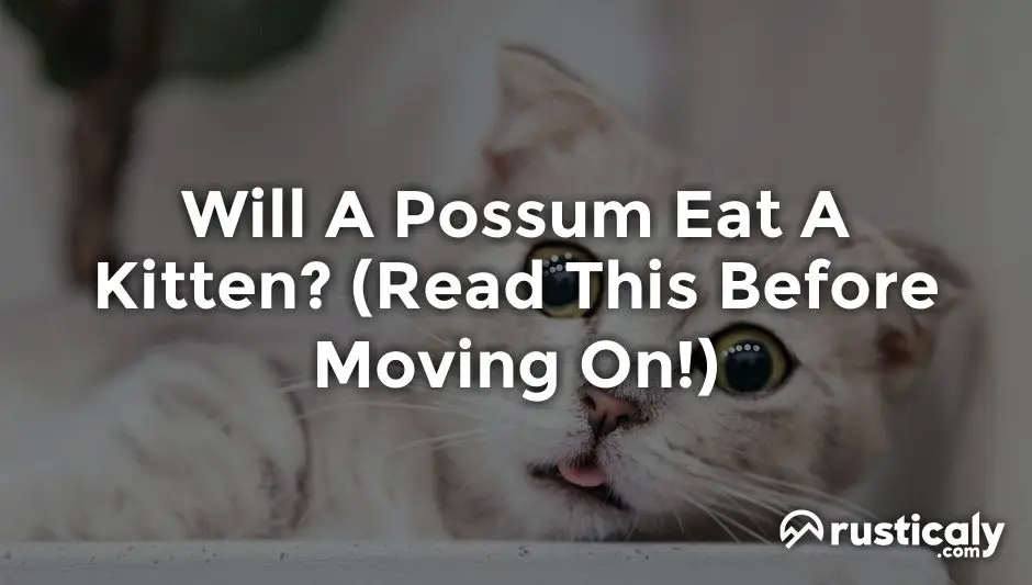 will a possum eat a kitten