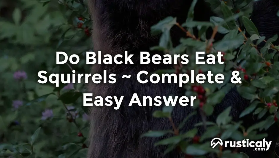 do black bears eat squirrels