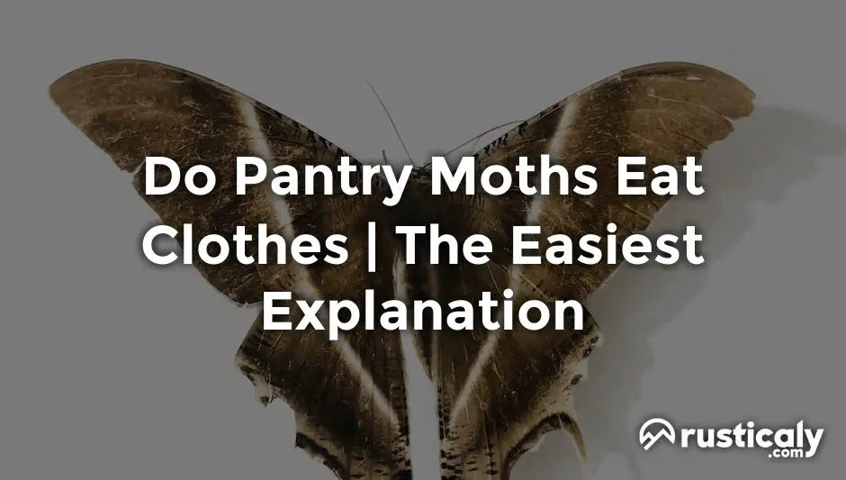 do pantry moths eat clothes