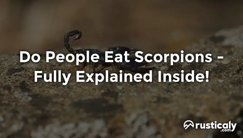 do people eat scorpions