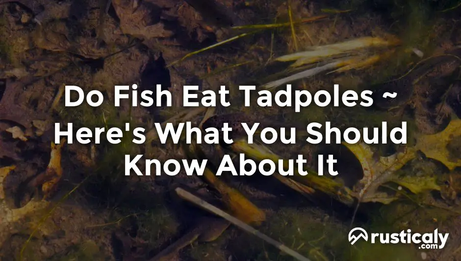 do fish eat tadpoles