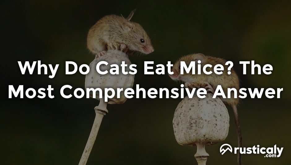 why do cats eat mice