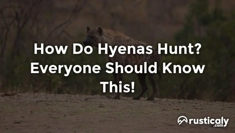 how do hyenas hunt