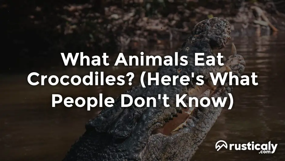 what animals eat crocodiles