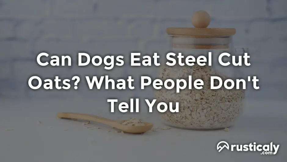 can dogs eat steel cut oats