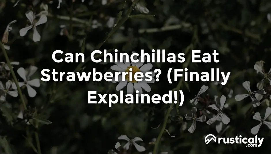 can chinchillas eat strawberries