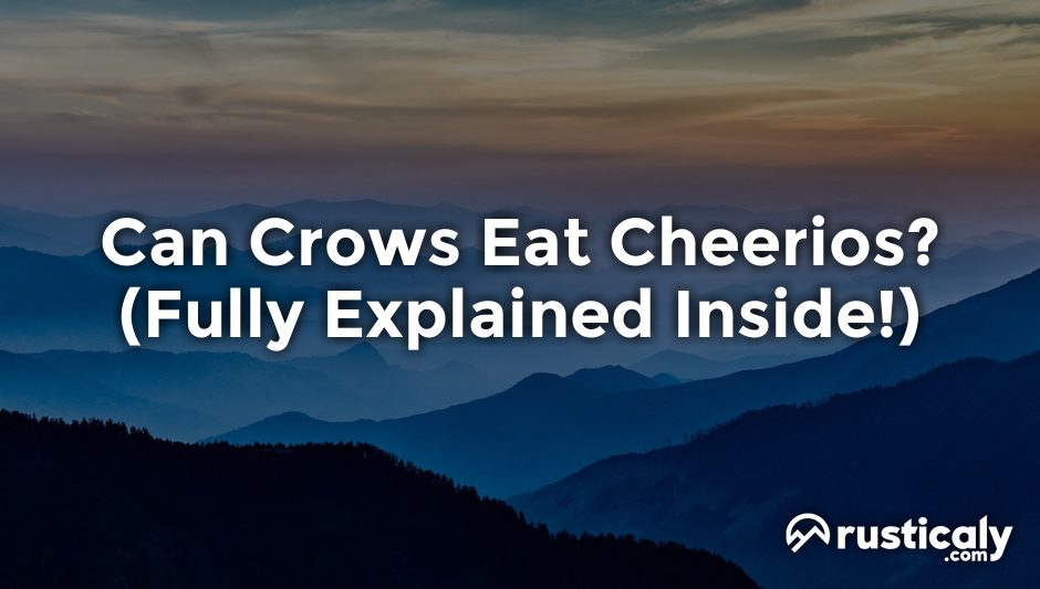 can crows eat cheerios