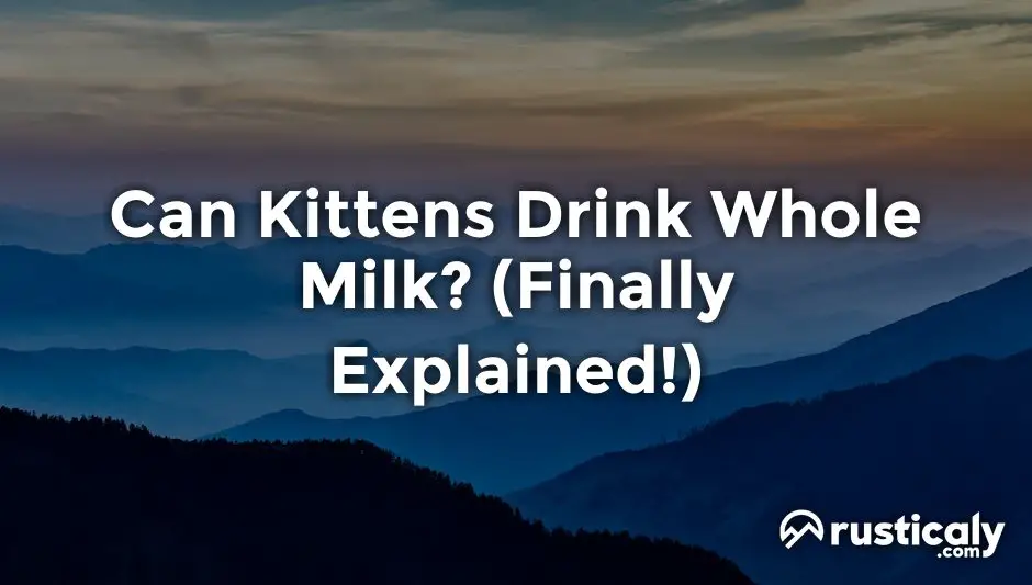 can kittens drink whole milk