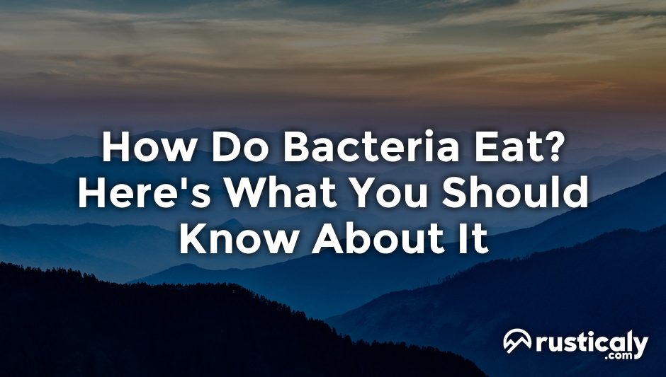 how do bacteria eat