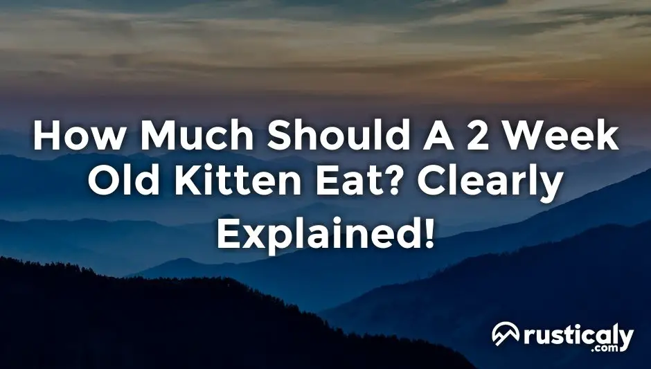 how much should a 2 week old kitten eat