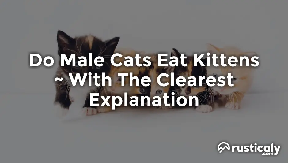 do male cats eat kittens