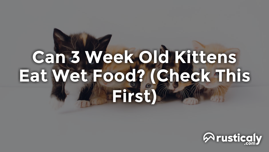 can 3 week old kittens eat wet food