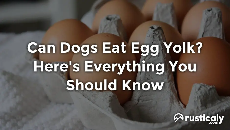 can dogs eat egg yolk
