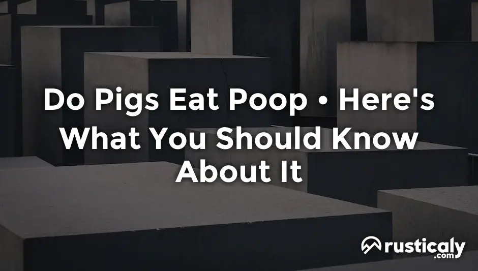do pigs eat poop