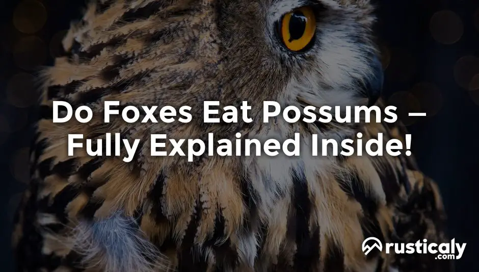 do foxes eat possums