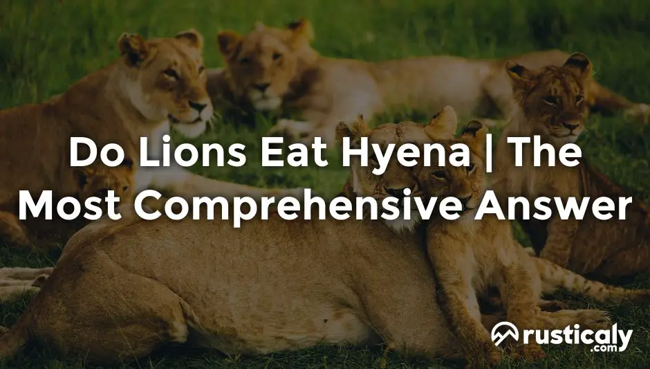 do lions eat hyena