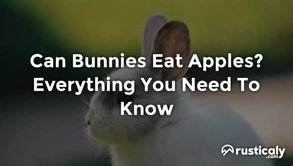 can bunnies eat apples
