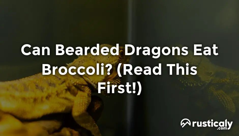 can bearded dragons eat broccoli