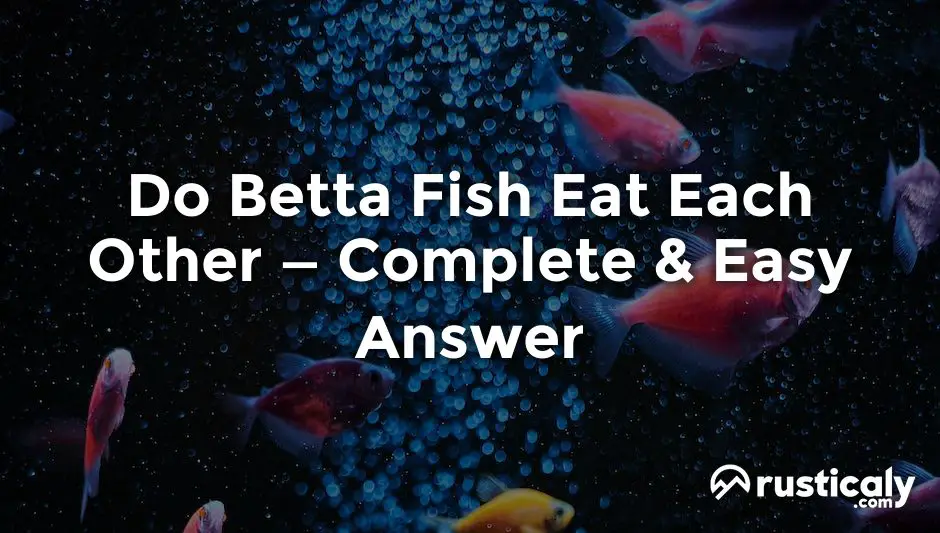 do betta fish eat each other