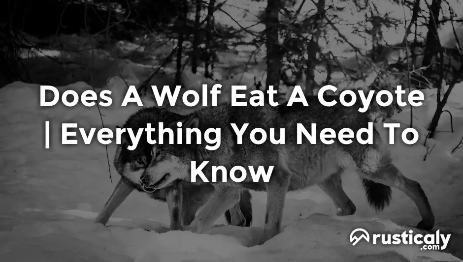 does a wolf eat a coyote