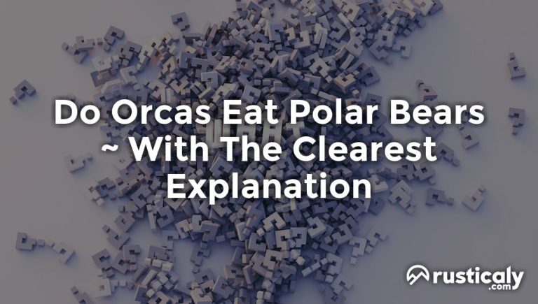 do orcas eat polar bears