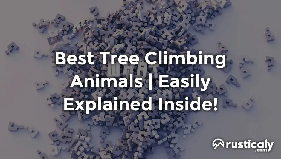 best tree climbing animals