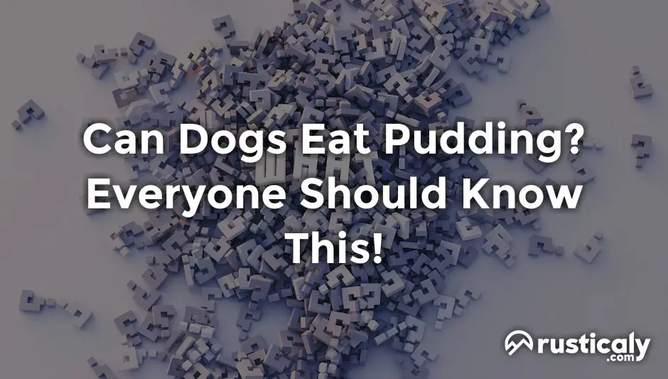 can dogs eat pudding