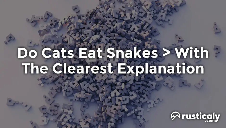 do cats eat snakes