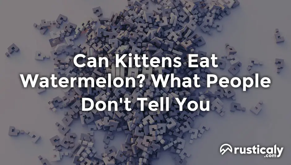 can kittens eat watermelon