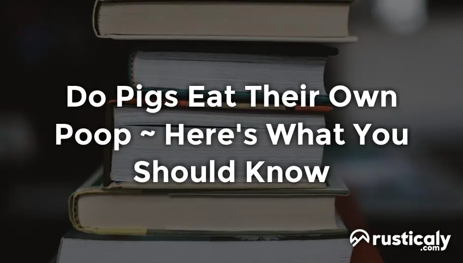 do pigs eat their own poop